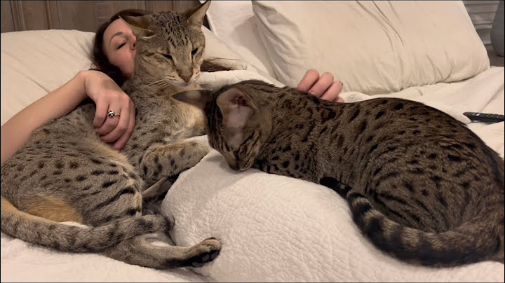Watch the video about F2 Savannah Cats Kumba And Zara Cuddling With Me. Cuteness Overload.