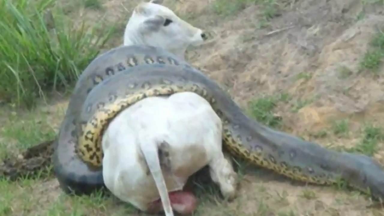 Serpent avale une vache témoin ne croira pas ce que