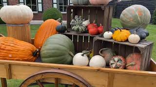 Pumpkin Update August |  The greatest secret of Giant Pumpkin growers