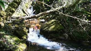 Rincones escondidos - Fragas Do Eume -