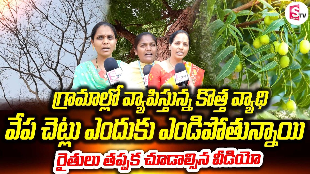 వేప చెట్లకు ఏమైంది | Shocking Reason Behind Neem Tree Drying | Experts Reveal Reason | Farmers