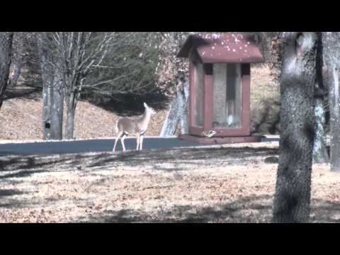 Deer in front yard 12-12-10