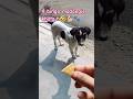 ये पिल्ला 🐕 madangle khata h...🤣 #youtubeshorts #funny #new #comedy #streetdog #labradog 😁😍