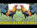 Beautiful Black Birds Jap Pumpkin Velcro - Hawaii Farm Visit