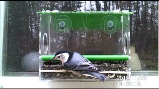 We own a large number of window bird feeders but this is the first DIY window birdfeeder. It is a little cheaper that already made ...