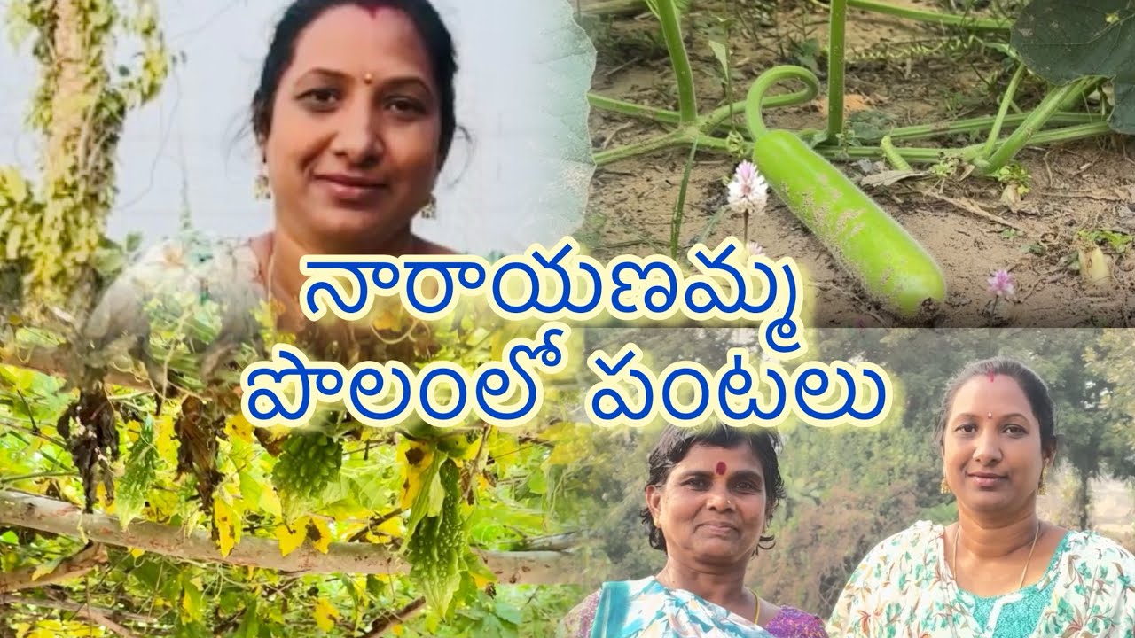 నారాయణమ్మ పొలంలో పంటలు