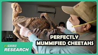 Incredible Cheetah Mummies Found Preserved In A Cave In Saudi Arabia