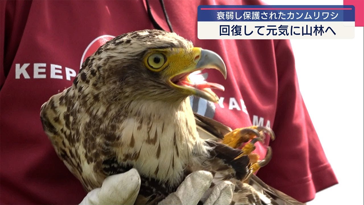 保護されたカンムリワシ 回復し放鳥 - YouTube