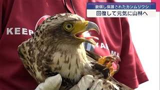 保護されたカンムリワシ 回復し放鳥 - YouTube