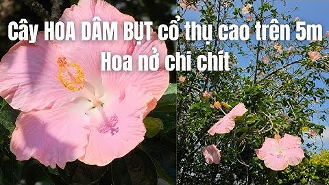 Cây HOA DÂM BỤT cổ thụ cao trên 5m, hoa lớn nở chi chít màu hồng phấn NHÌN LÀ MÊ