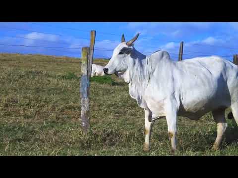 LOTE 14   STAU 410