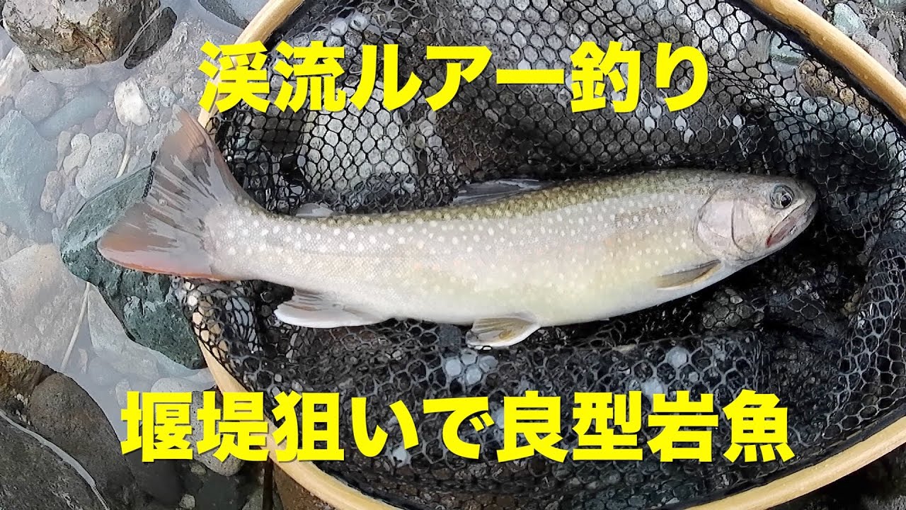 渓流ルアー釣り 堰堤狙いで良型岩魚 Youtube 渓流ルアー釣り 堰堤狙いで良型岩魚 Youtube