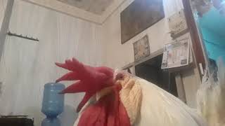 My name is Yellowster.This video will self destruct in 10 sec 😂