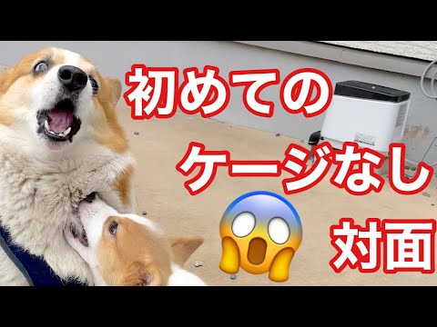 【コーギー子犬】初めてのケージなし対面‼︎【コーギー犬】#Shorts