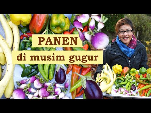 Video: Cara Membuat Zucchini 