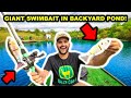 SIGHT-FISHING with GIANT SWIMBAITS in My BACKYARD POND!!!