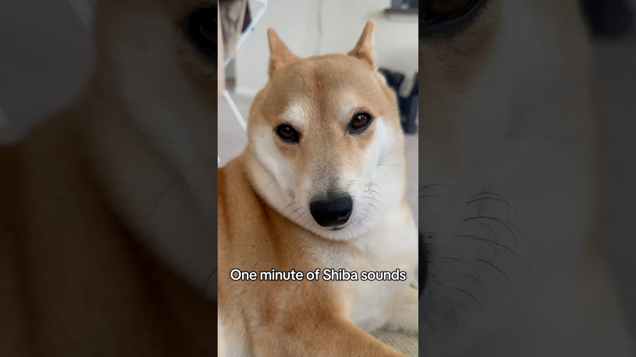 Shiba sounds😅 
