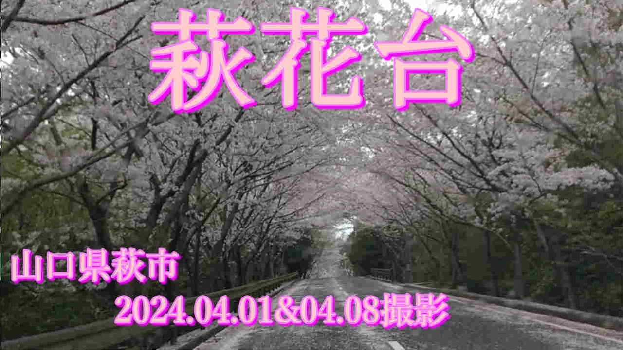 萩花台2024　2024.04.01&04撮影