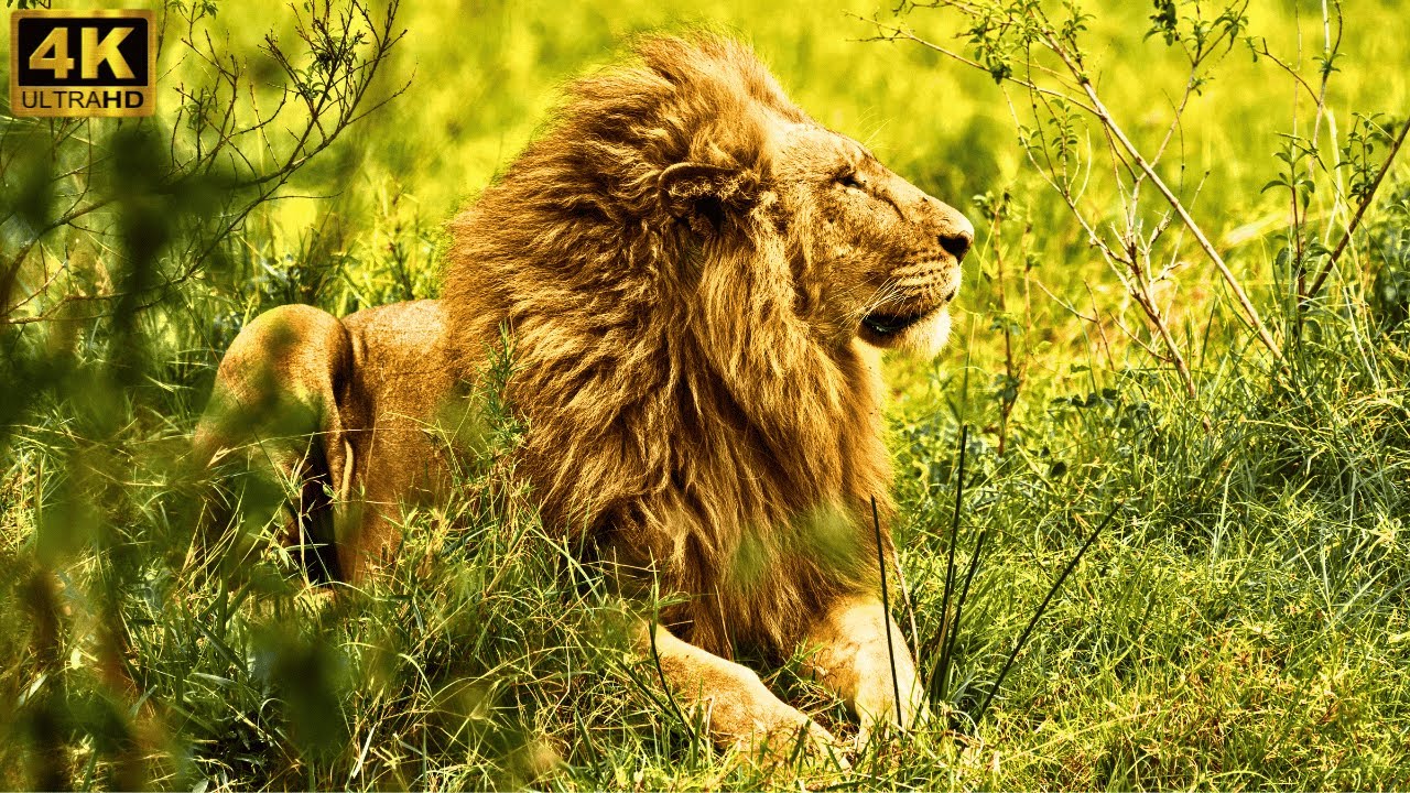 Lions The Kings of African wildlife Documentary YouTube