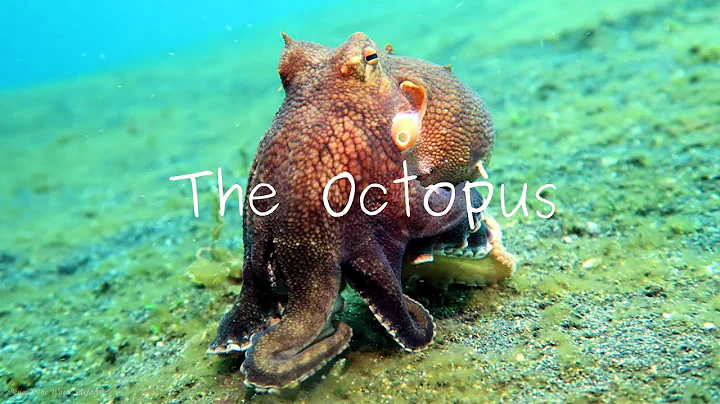 Masters Of Camouflage: The Octopus - DayDayNews