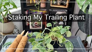 Staking My Trailing Plant I JerseyWifeJerseyLife