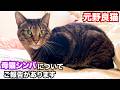 【元野良猫】母猫シンバについてご報告があります #猫 #保護猫 #元野良猫 #cat