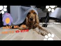 😂‼️Very funny video: Robby 🐕 and the monster Va-Koom 👹 🐶🐾 Cute English Cocker Spaniel - Robby