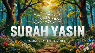 Surah Yaseen سورة يس | Soulful Quran Recitation for Deep Sleep, Relaxation & Inner Peace - Alaa Aqel