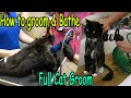 This Is How A Groomer Should Groom A Cat // Safe And Fast