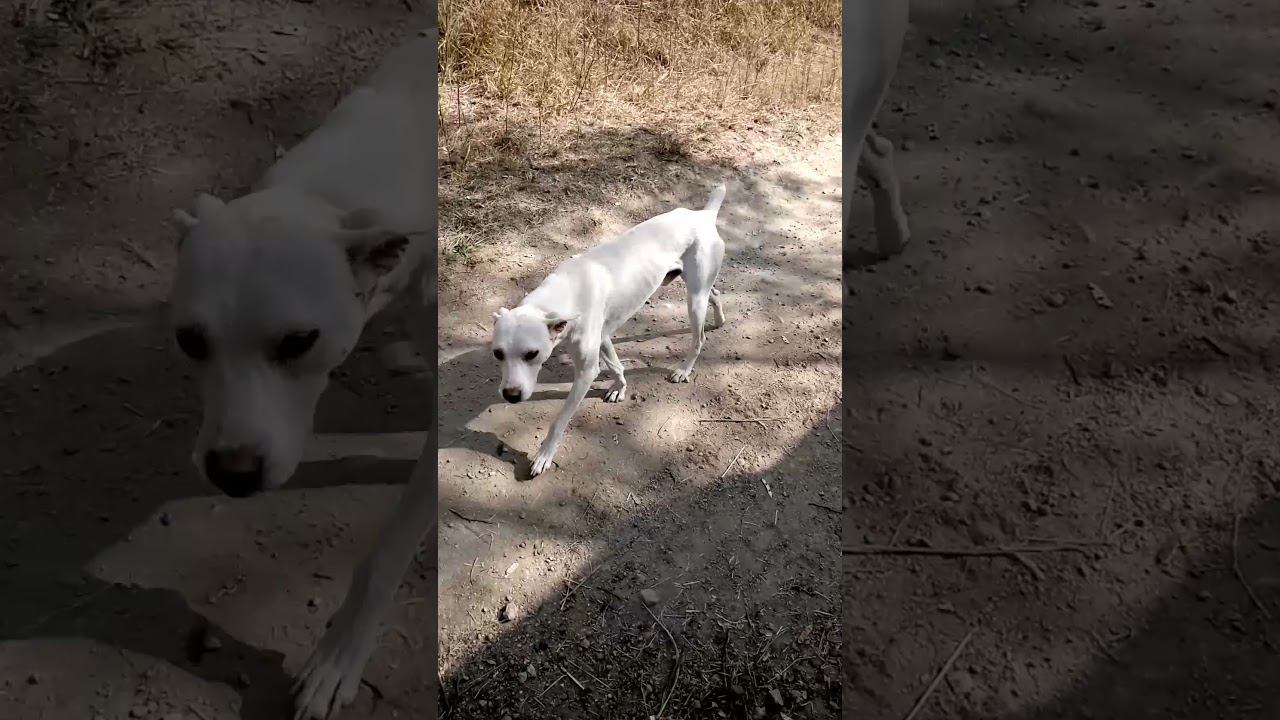 Feist dog part 1👻🤡😱👽🤓🤗🤗👽