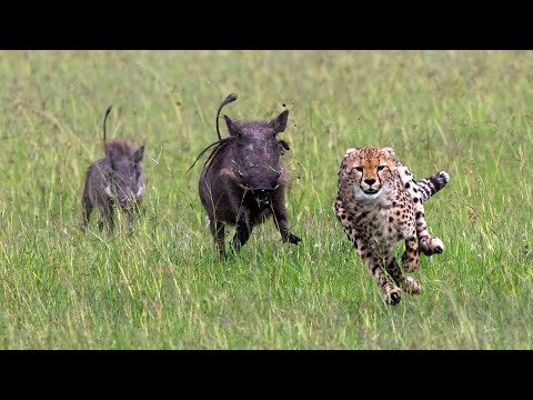 Видео: МАТЕРИ В ДЕЛЕ! Как самки буйвола, лошади, оленя, зебры, льва, слона, медоеда защищают детёнышей!