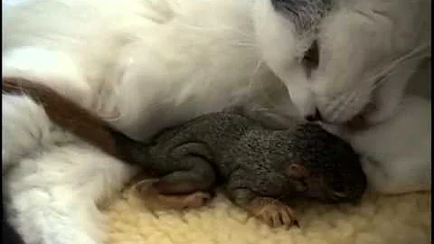 Cat rescues baby squirrel - Mary Cummins, Animal A...