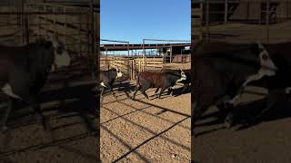 Cattle Range Listing# 012C618-201