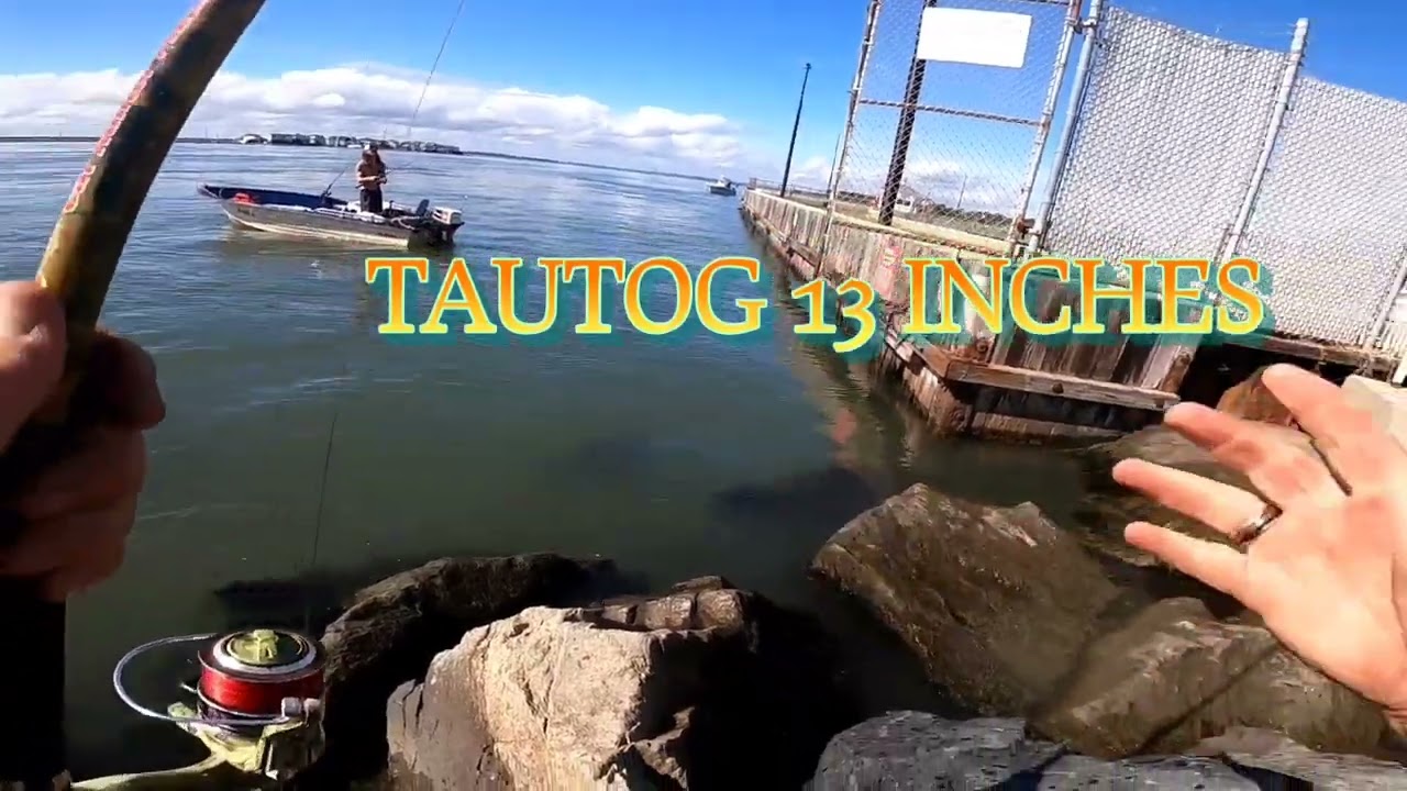 INDIAN RIVER INLET DELAWARE FISHING FOR TAUTOG