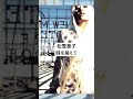 松雪泰子 / 時を越えて (1995)