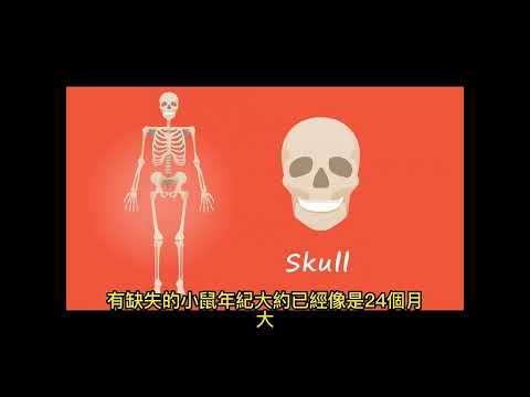 找到關鍵基因 改善肌少症