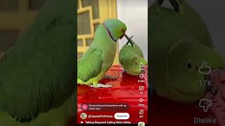 Parrot talking mithhu mithhu re #Qaseem pet house