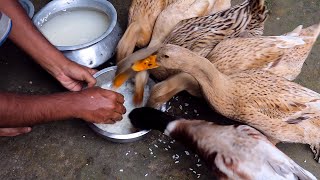 Ducks favourite food eating ! Best Feed for duck! Care of Duck