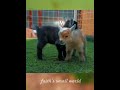 This Baby Goat Is The Parkour King #shorts