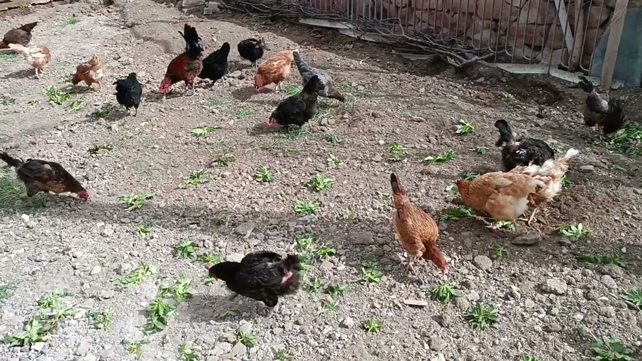 Hangi ırk?/Ataks mı Lohman mı?/Küçük kümeslerde nasıl bir yol izlenmeli./1 yıllık süreç