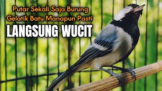 GELATIK BATU GACOR | Suara Burung Gelatik Batu Untuk Pancingan Gelatik Wingko Biar Cepat Wucit #122