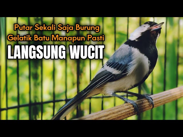 GELATIK BATU GACOR | Suara Burung Gelatik Batu Untuk Pancingan Gelatik Wingko Biar Cepat Wucit #122 class=