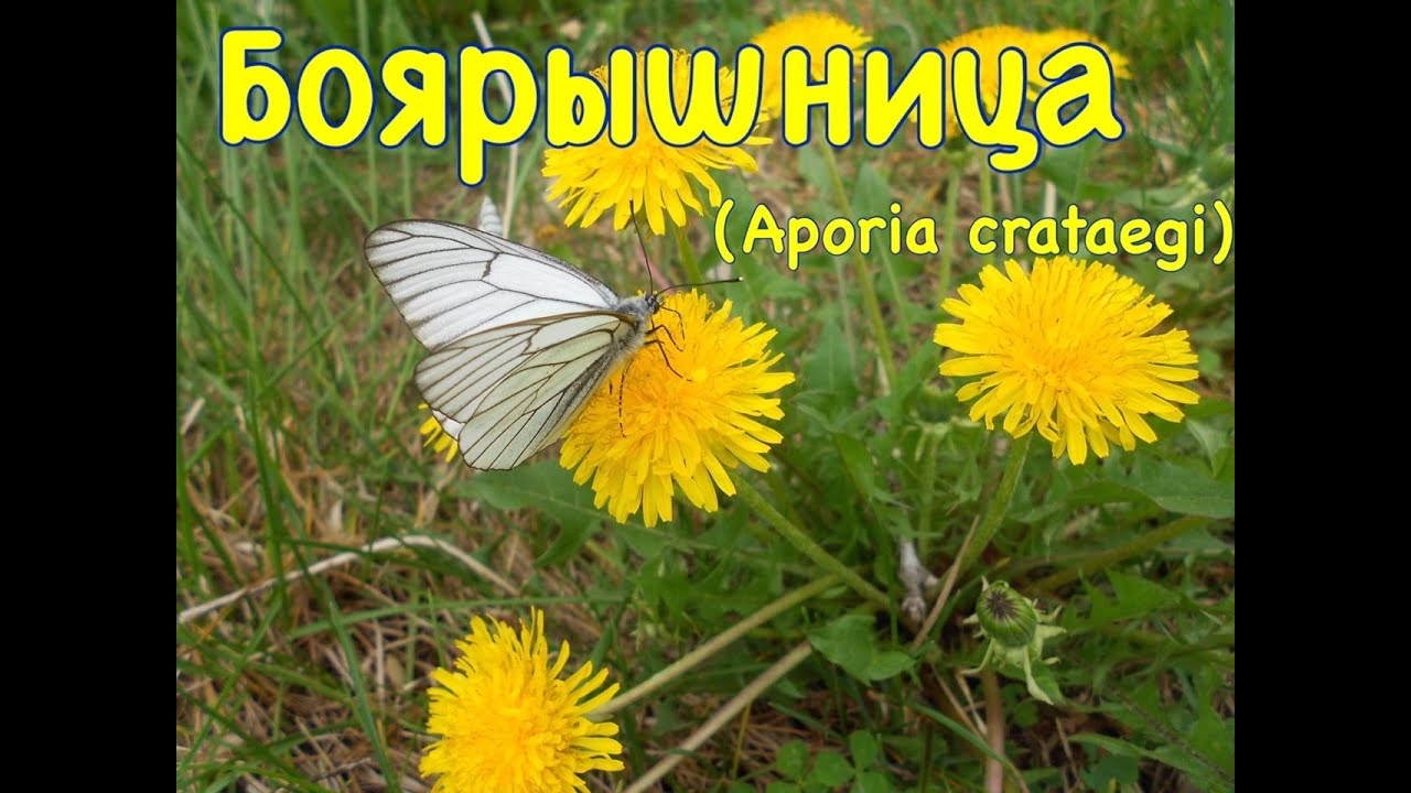 Боярышница (Aporia crataegi). Часть 1
