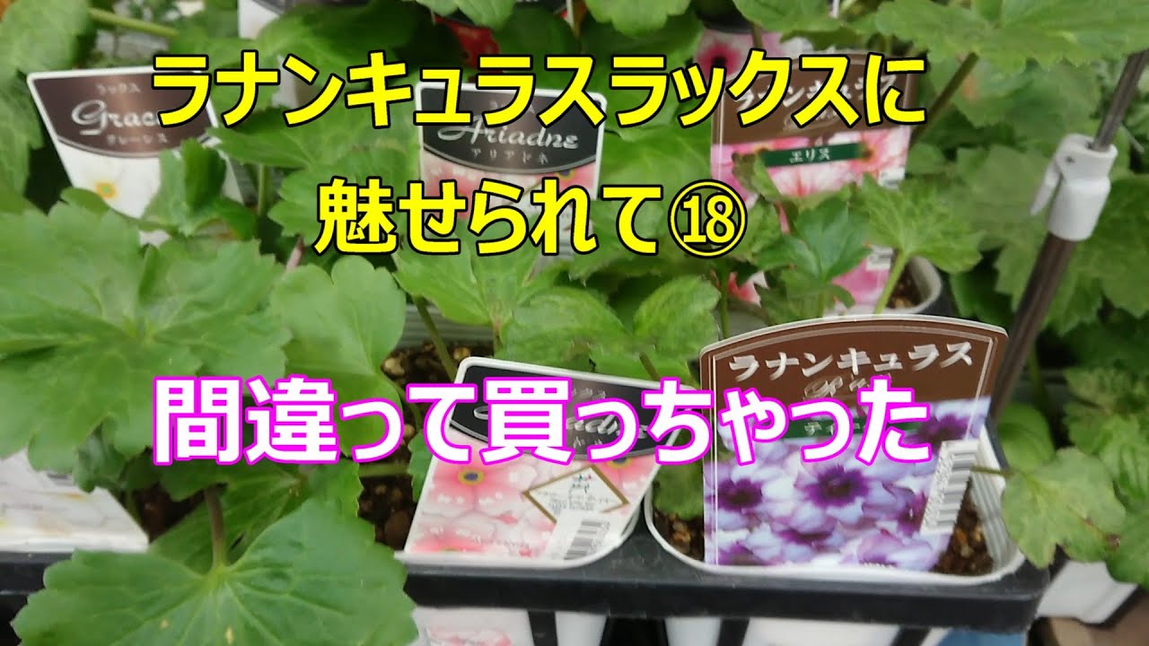 ラナンキュラスラックスに魅せられて⑱間違えて買っちゃった。小苗が売っています。