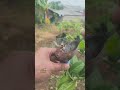 Amazing Air Layering Results After 28 Days Using a Plastic Bottle #airlayering #gardening #shorts