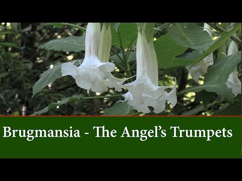Video: Brugmansia inglitrompet – näpunäiteid Brugmansia eest õues hooldamiseks