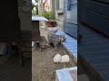 #cat #puss