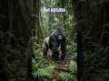 Gorilla The Reverse Revolution Very Short