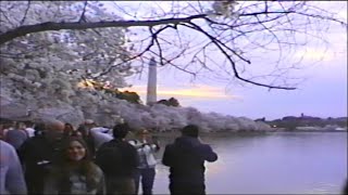 Full Cherry Blossom Festival 3/29/25 Update