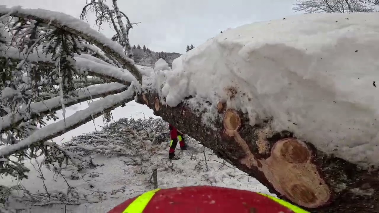 Ausasten von 2 Fichten im Schnee